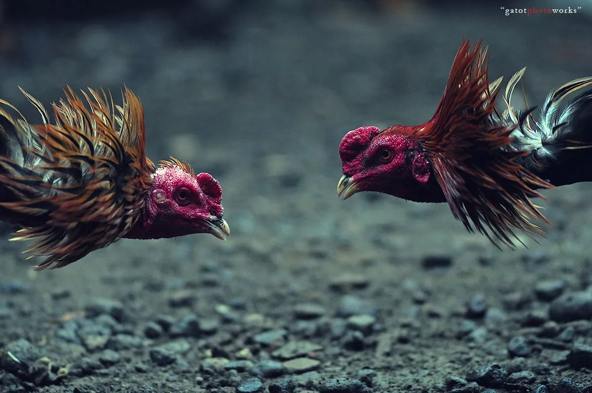 Cockfighting Philippines