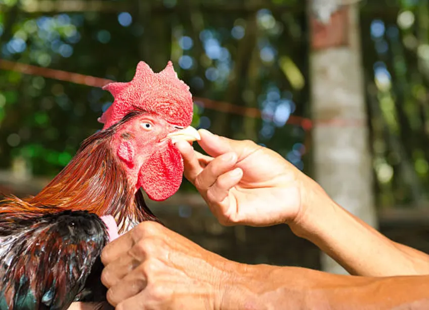 Philippines Cockfighting