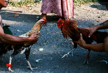 Philippines Cockfighting