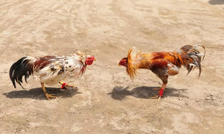 Cockfighting