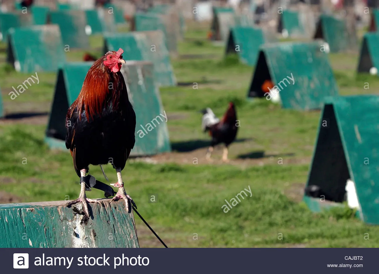 Cockfighting