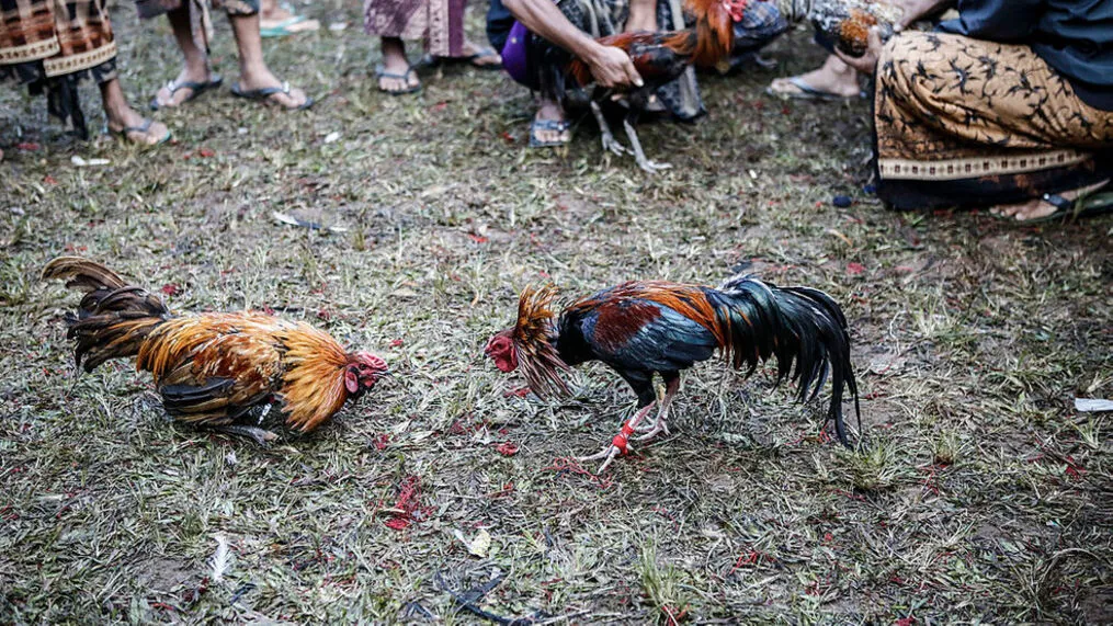 Cockfighting