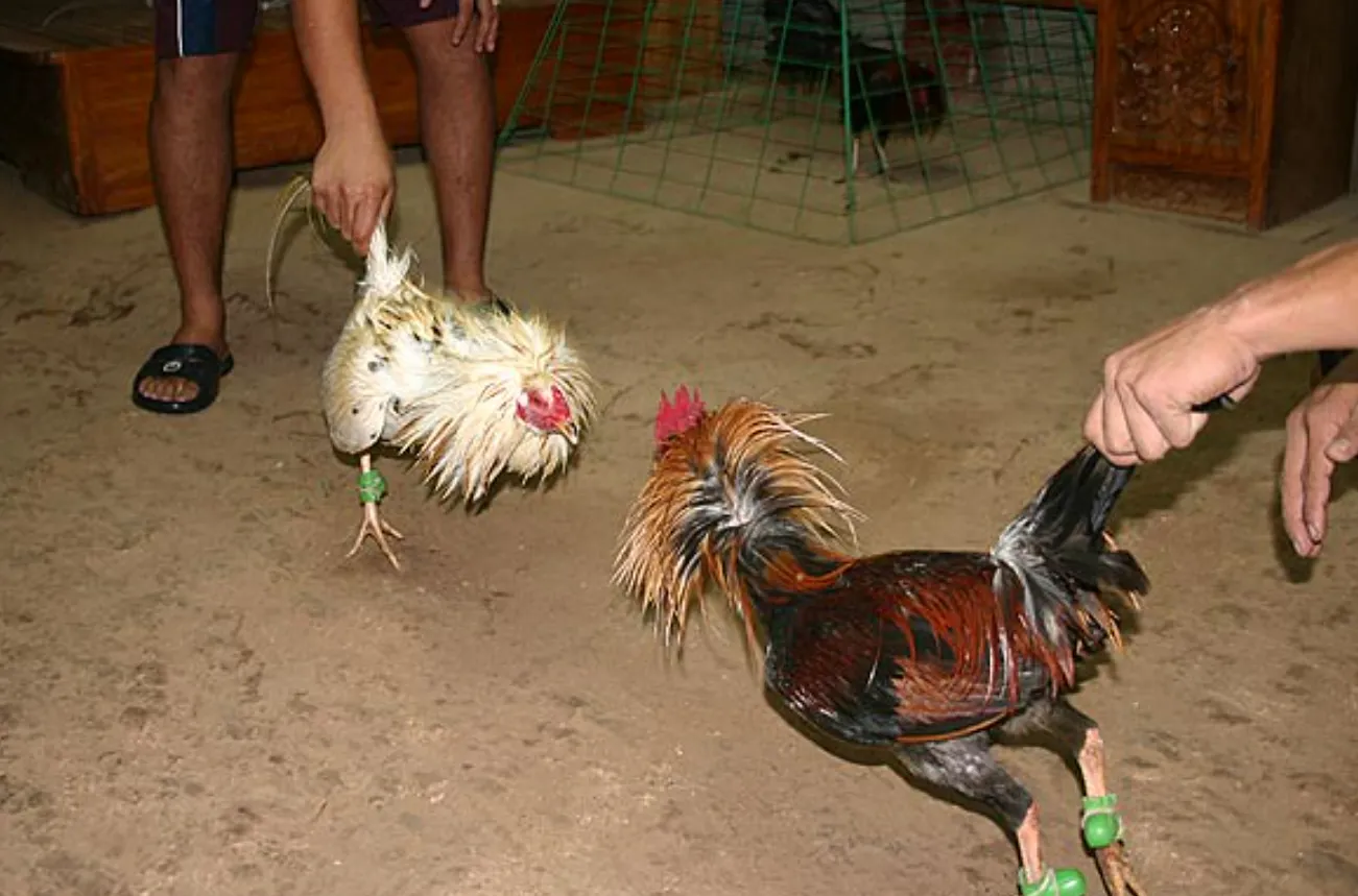 Live Derby Cockfighting