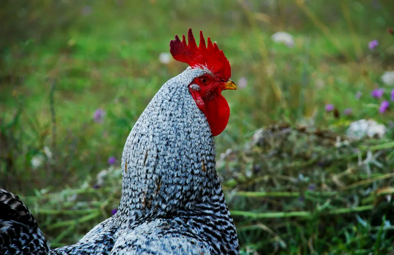 Live Derby Cockfighting