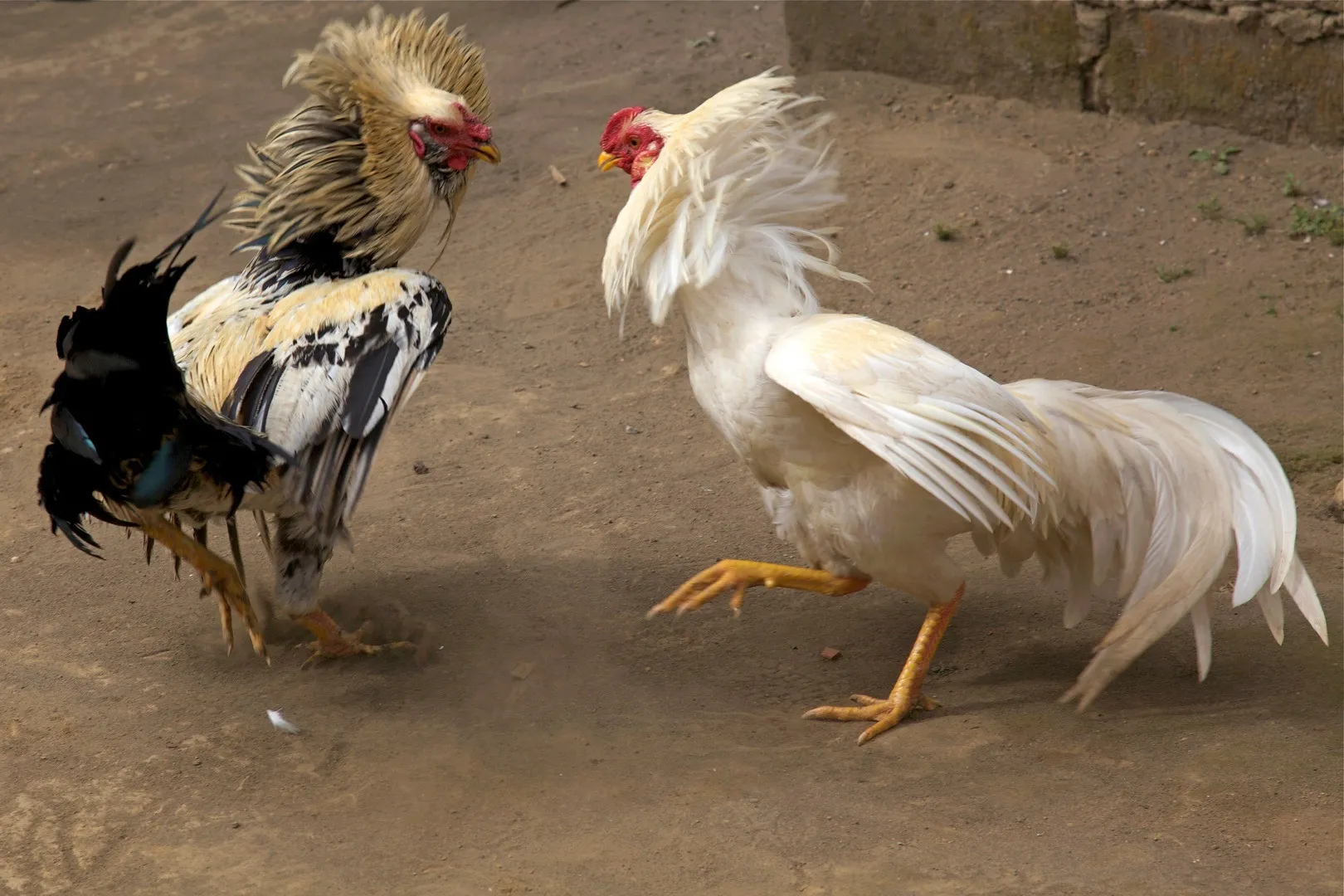 Cockfighting Suspended