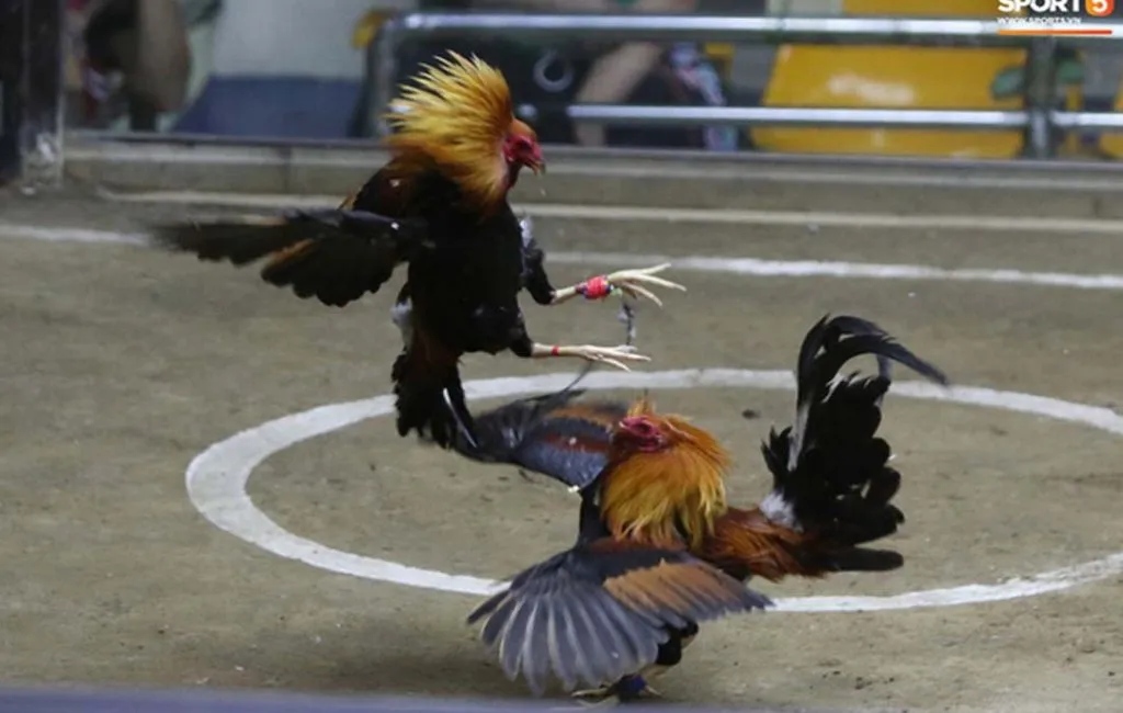 Cockfighting Suspended