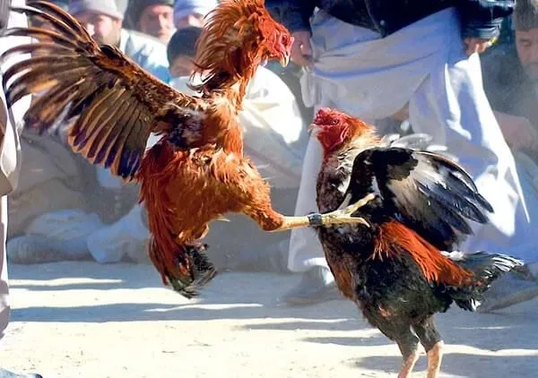 Cockfighting Suspended